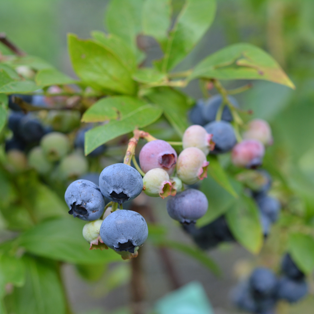 blueberry blueberry bush with berries