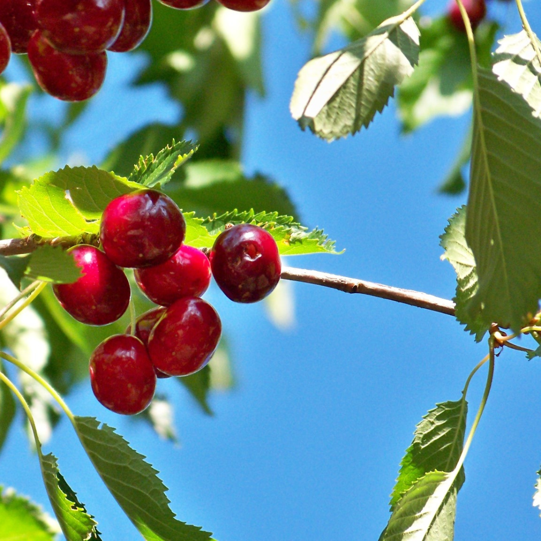 cherry tree branch