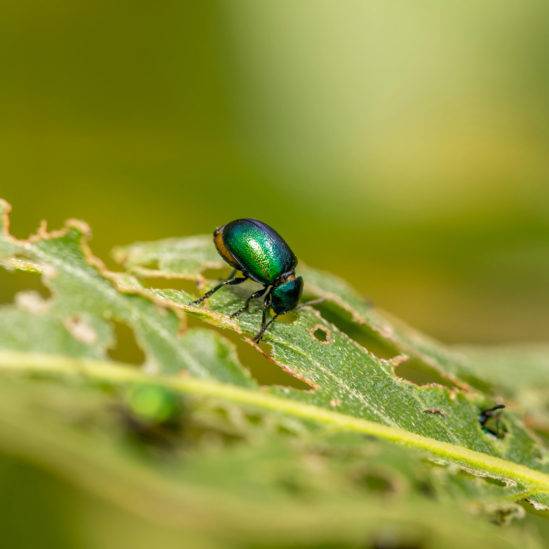 japanese beetle damage japanese beetle eating through a leaf