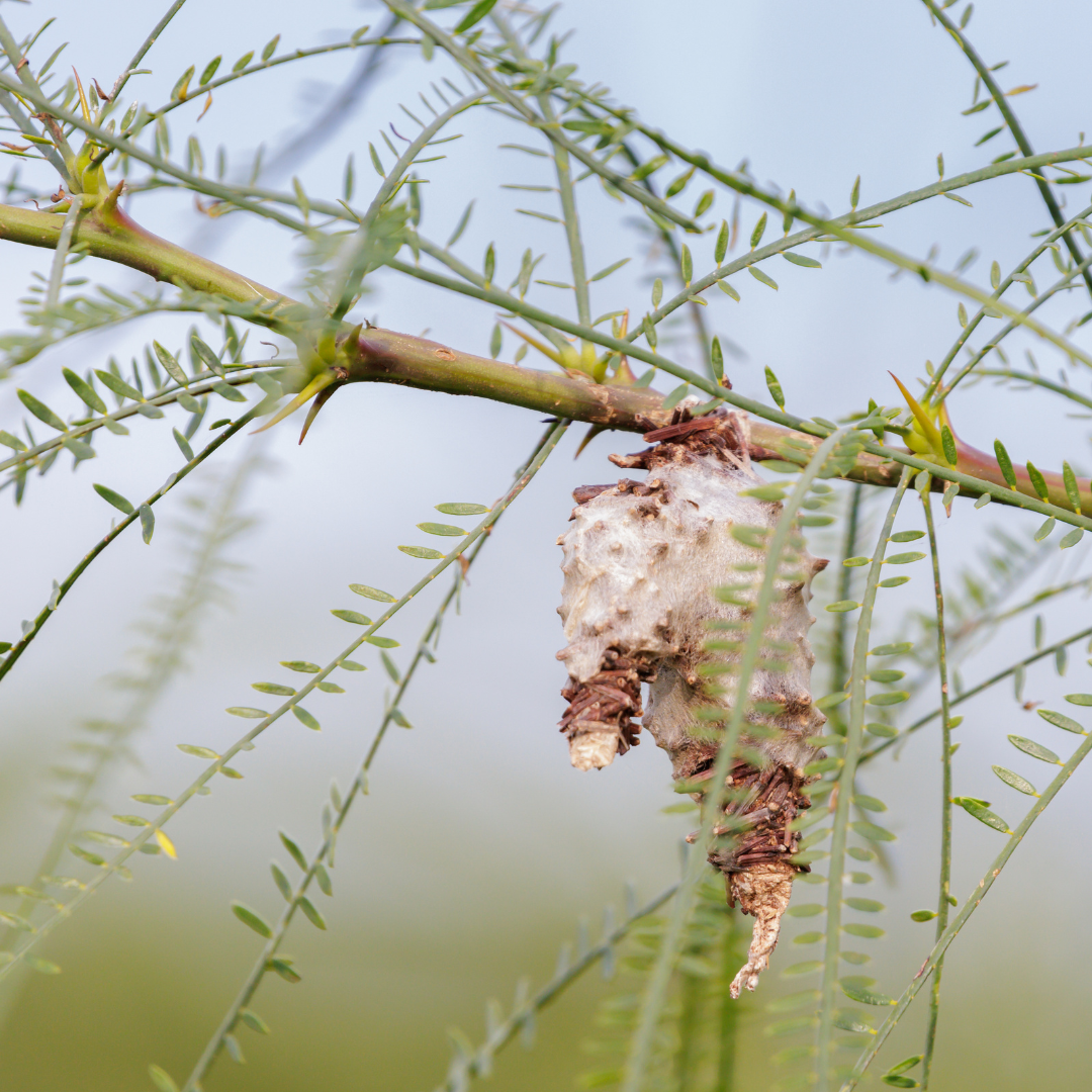 webwormd bagworm nest on branch