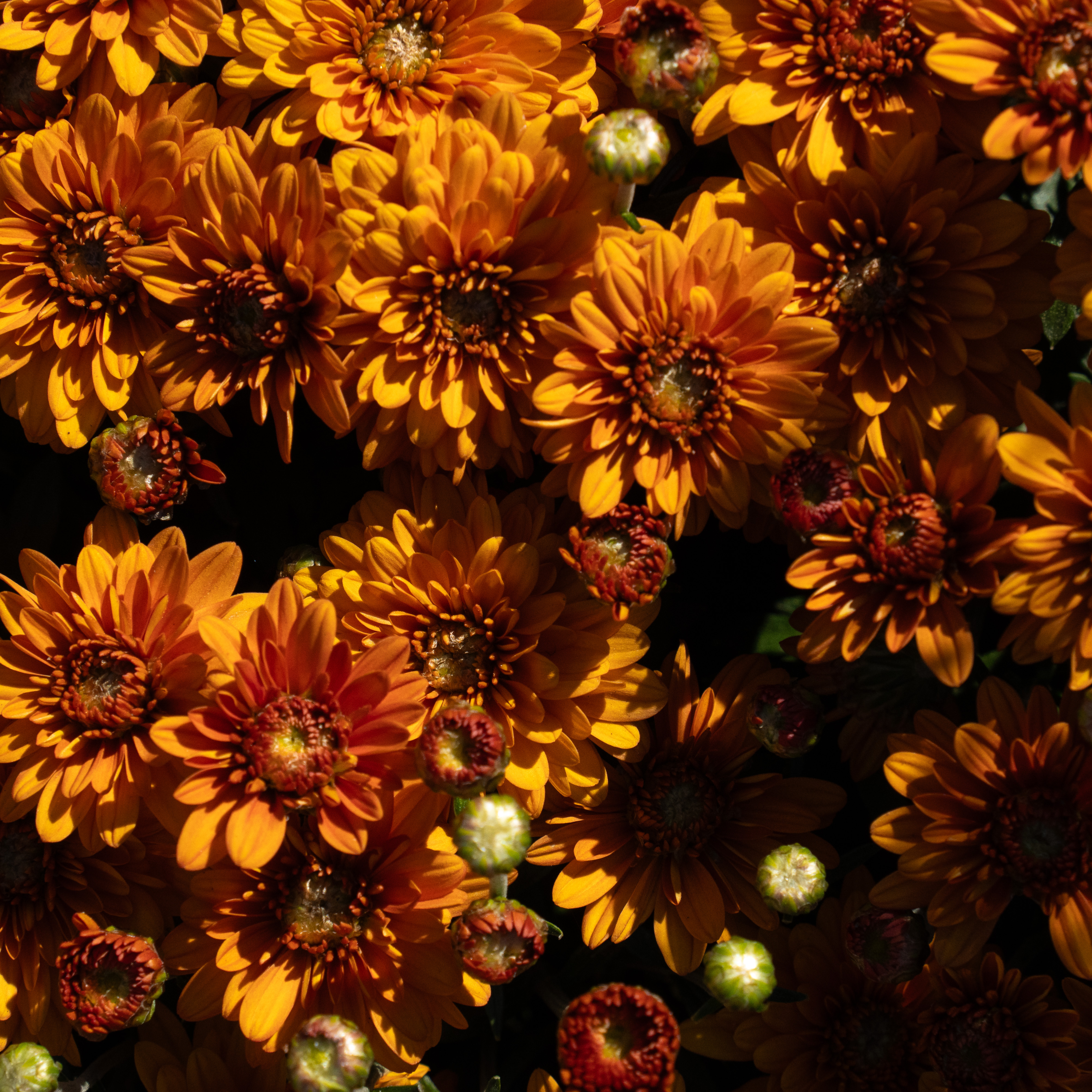 orange mum flowers orange mum flowers