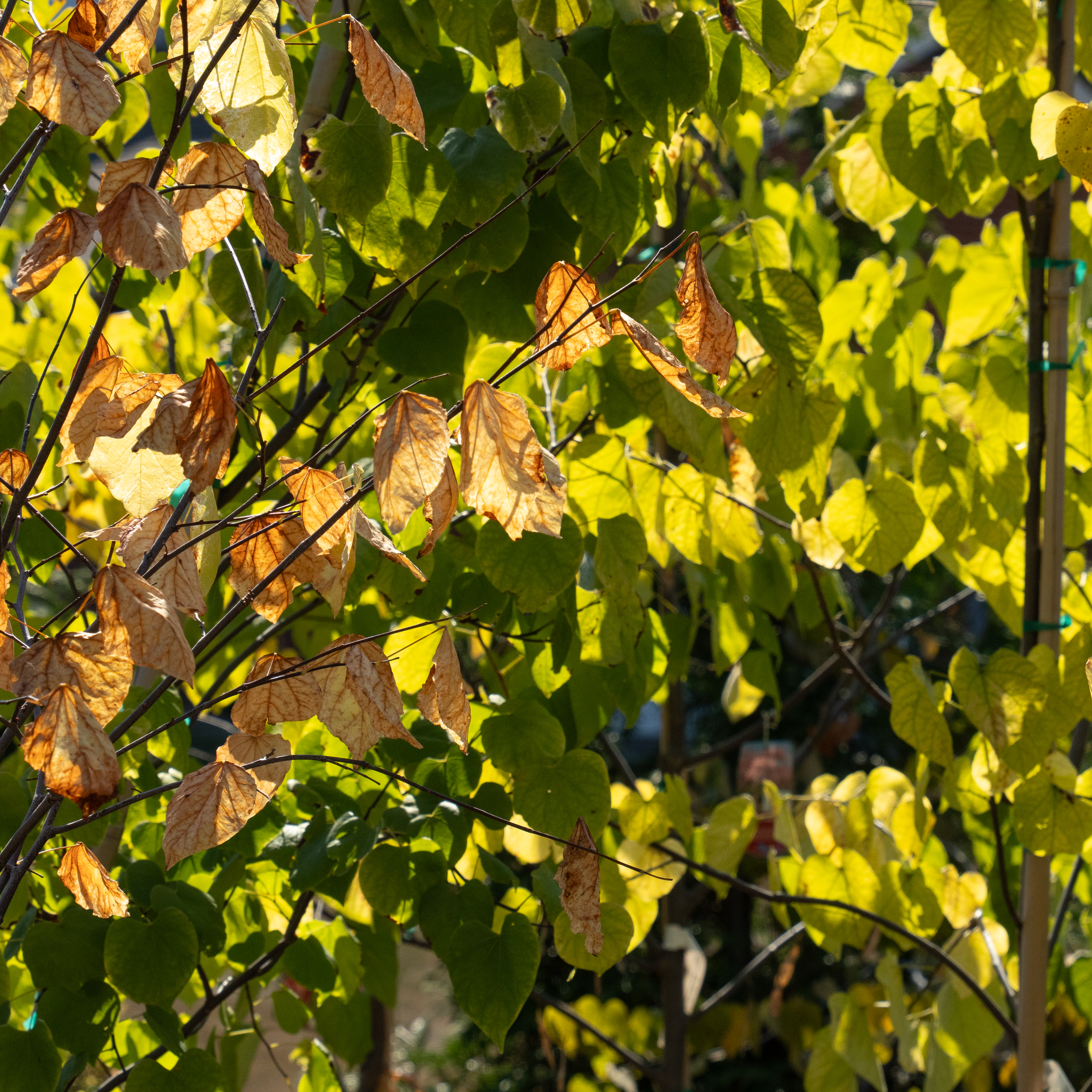 colorful fall leaves