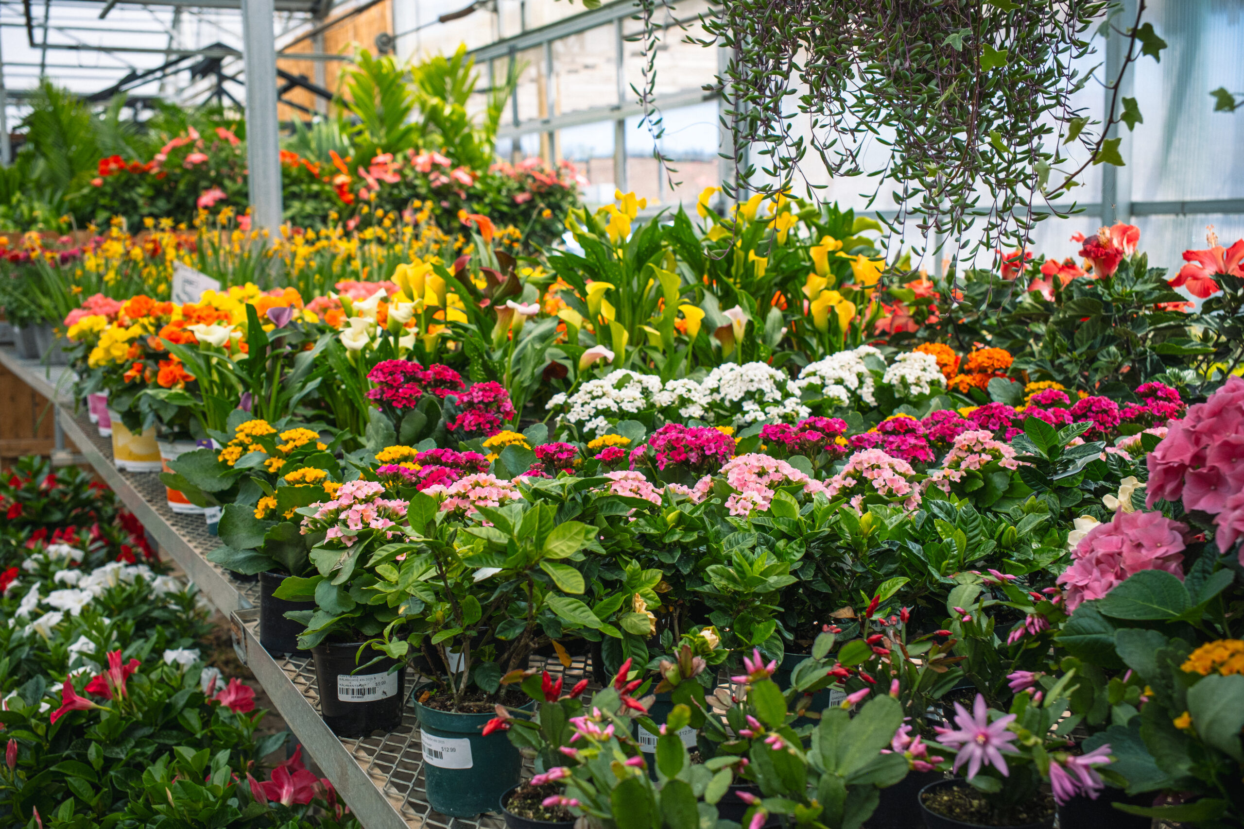 DSCF6276 greenhouse plants and hanging baskets