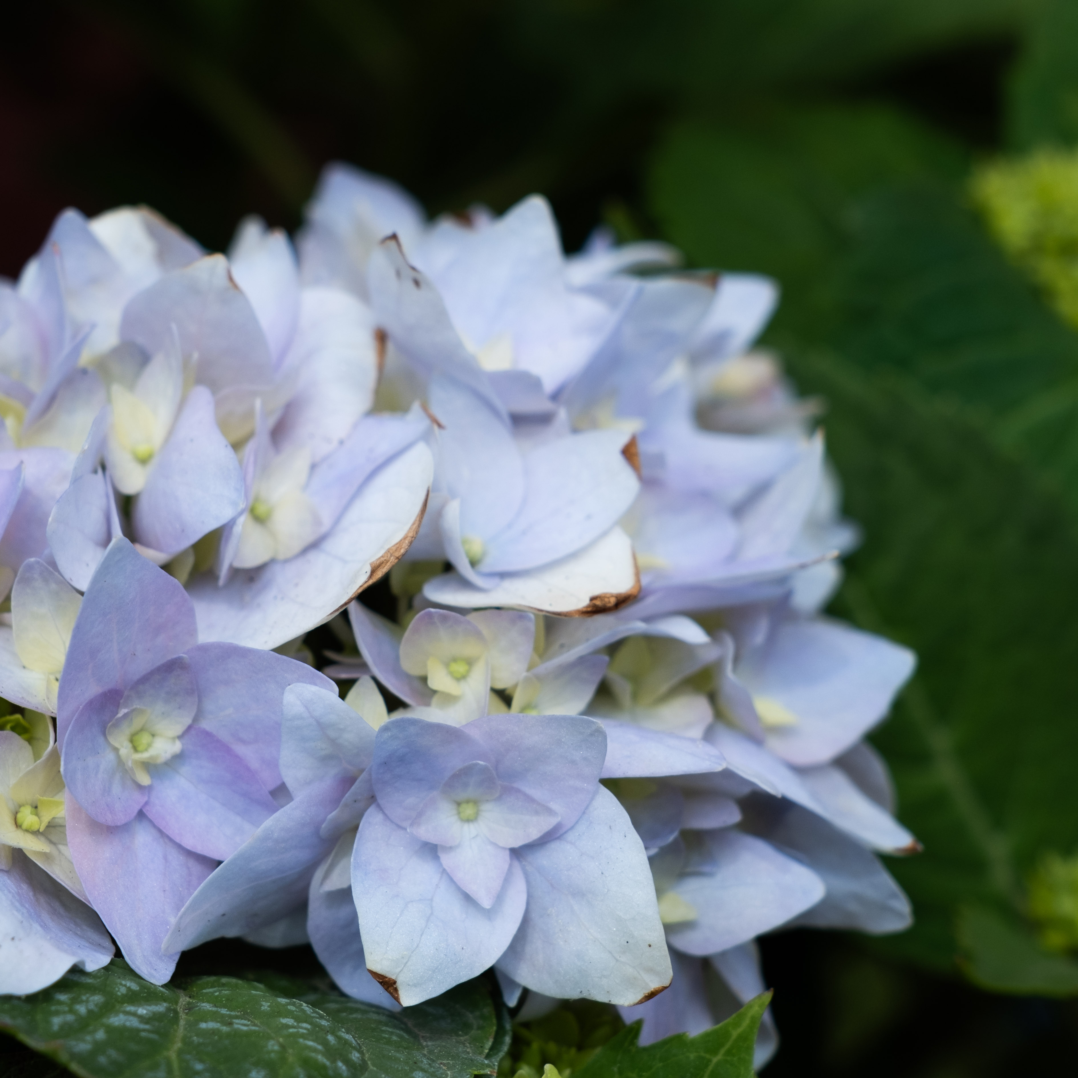 DSCF6747 light blue hydrangea flowers