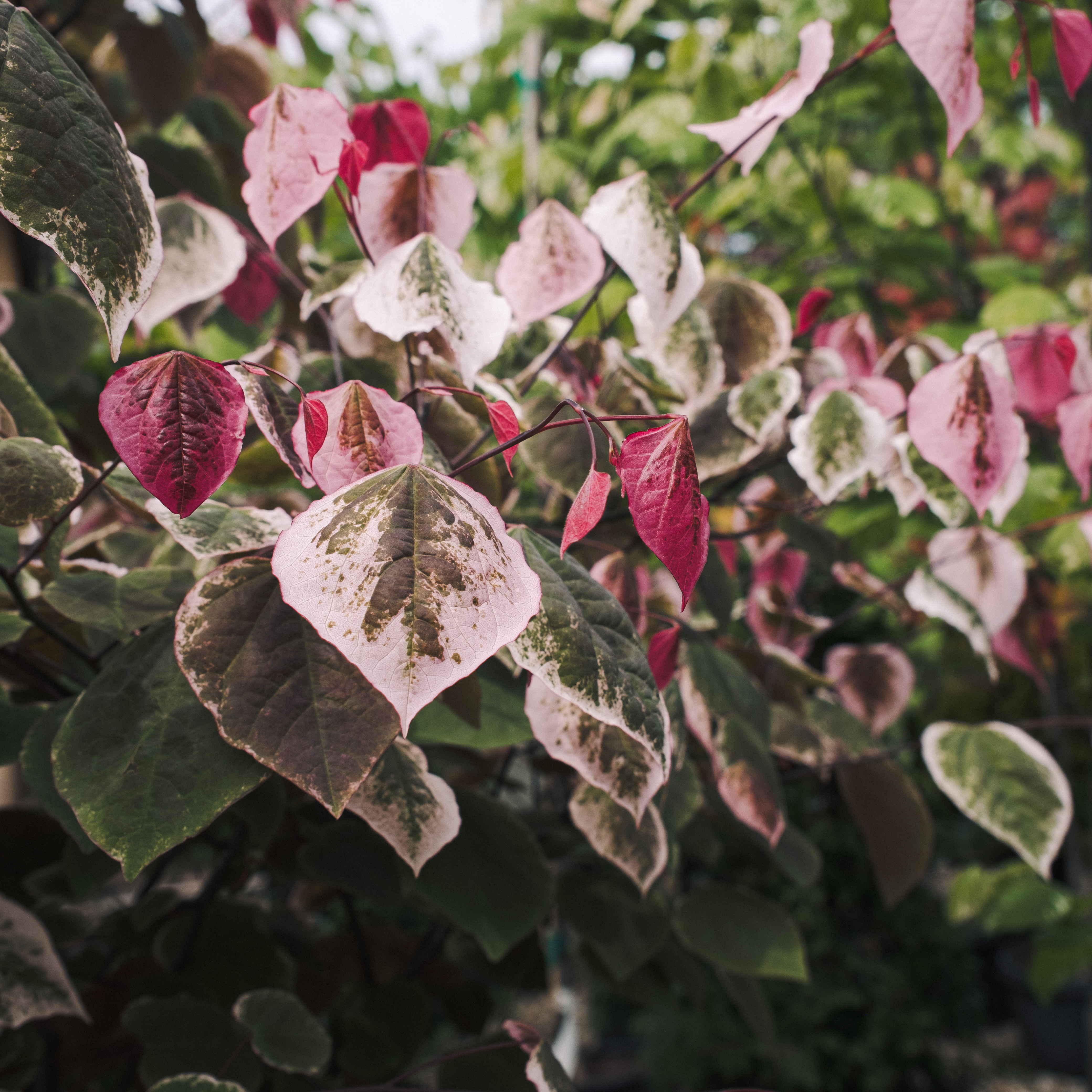 new pink redbud tree leaves new pink redbud tree leaves