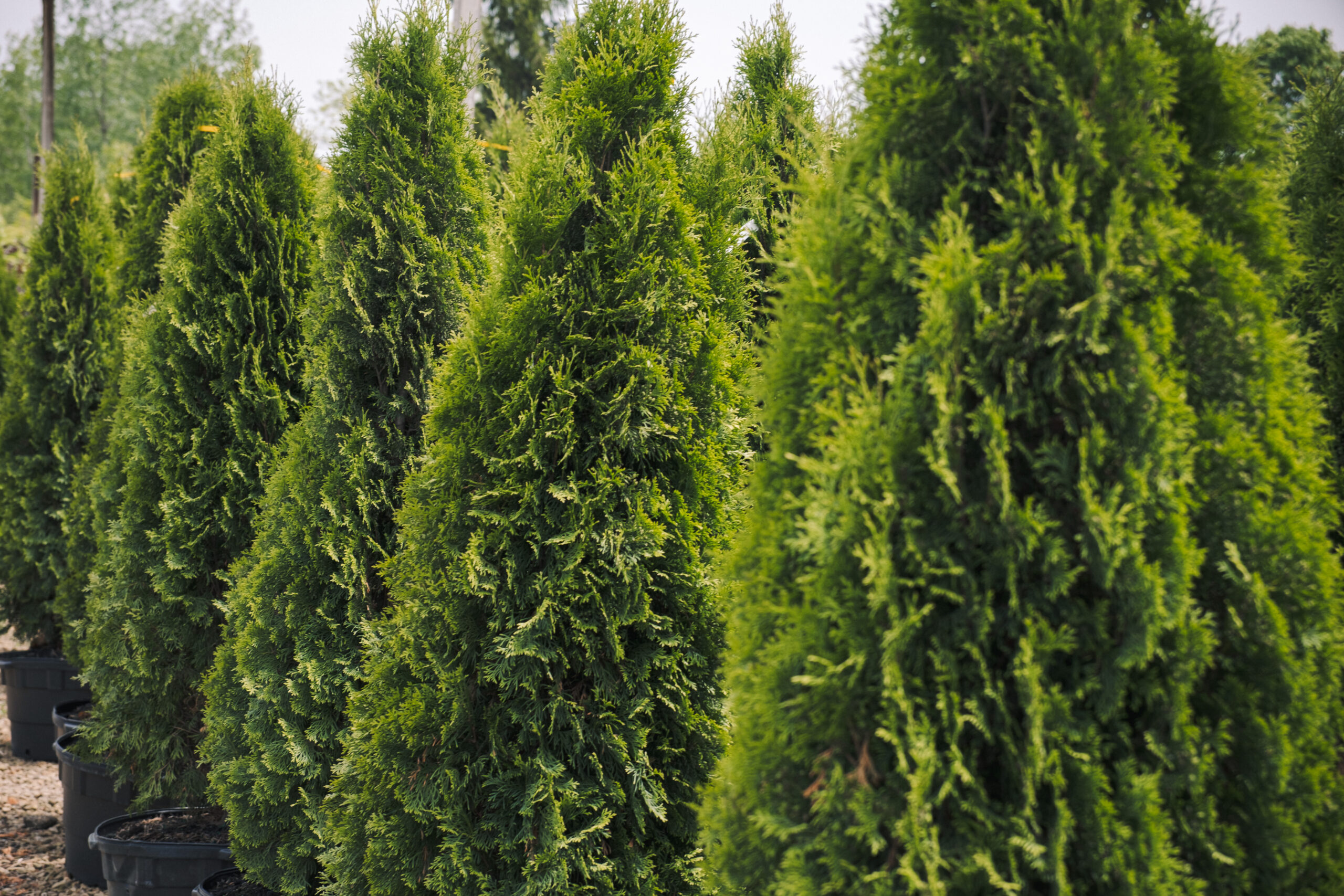 DSCF6911 row of trees