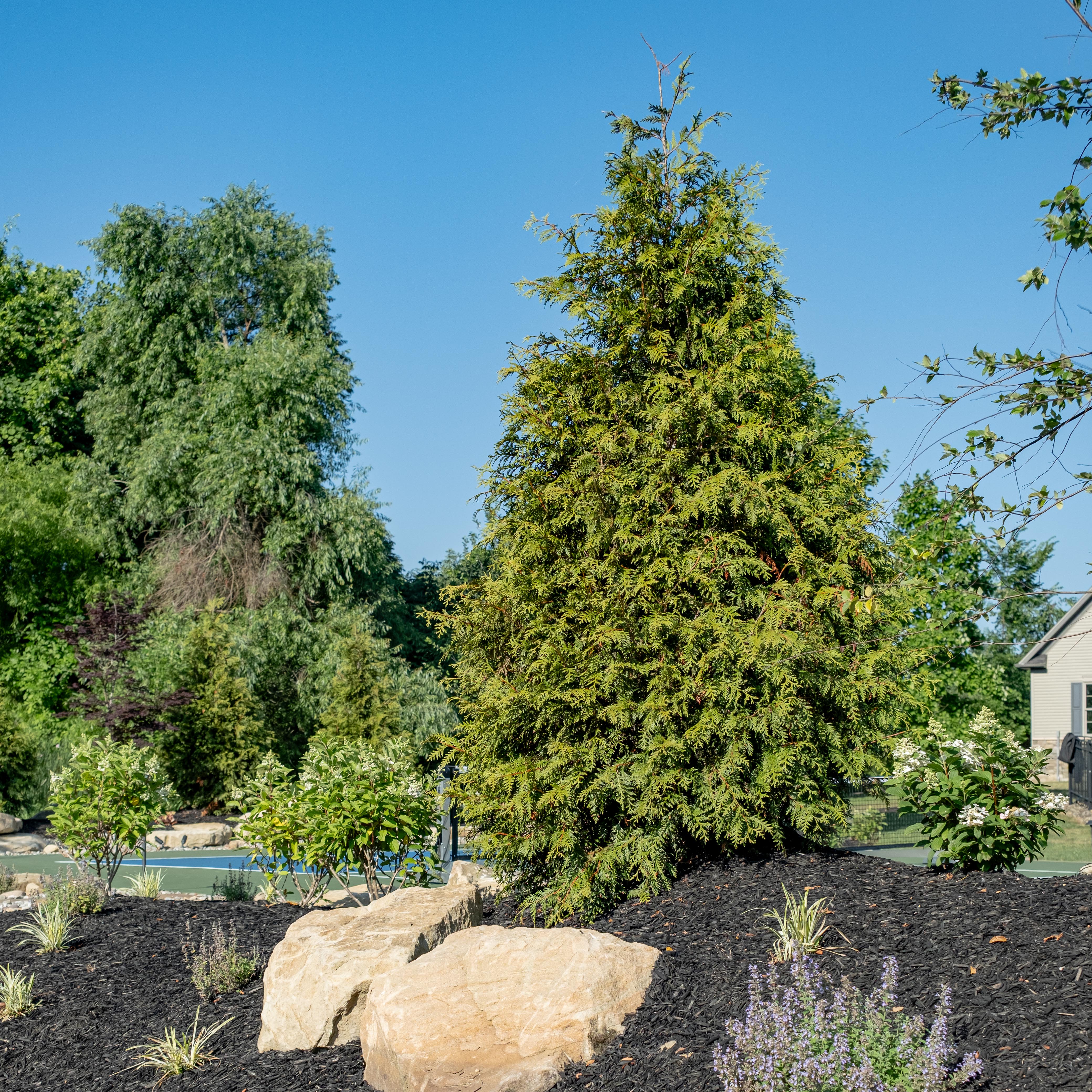 landscaping arborvitae and rocks landscaping arborvitae and rocks