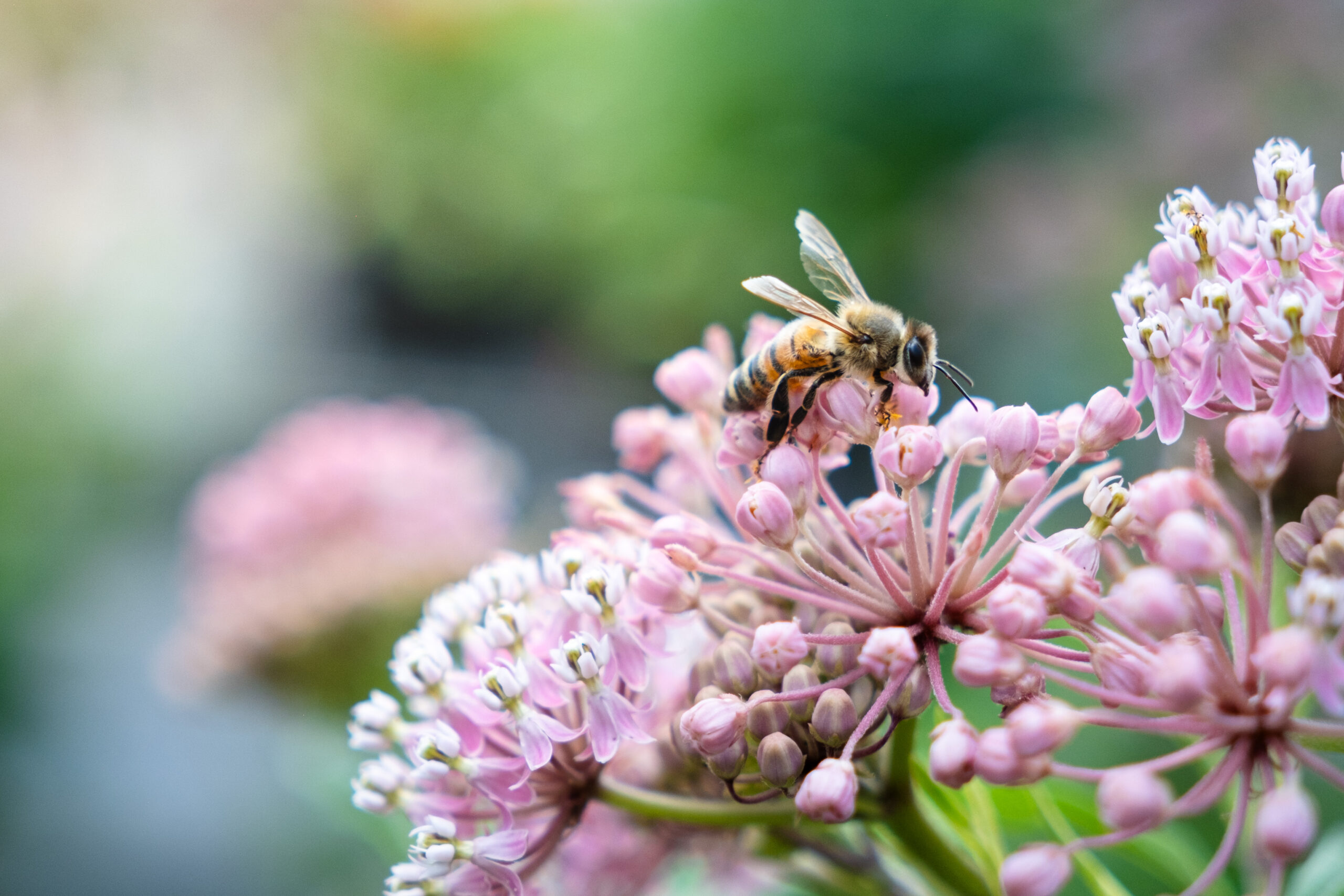 bee on milkweed