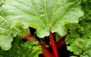 rhubarb leaves and plant