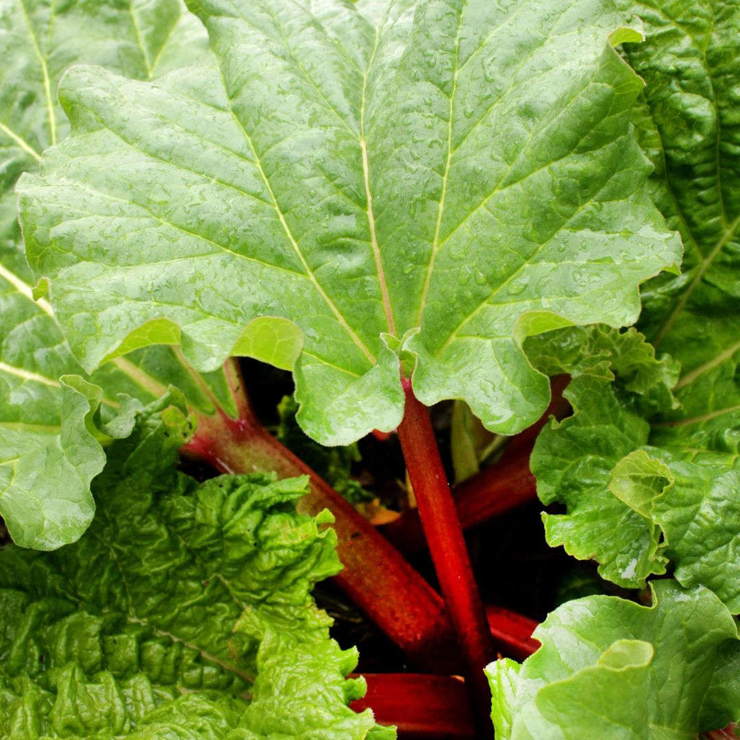 rhubarb leaves and plant