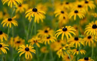 black eyed susans