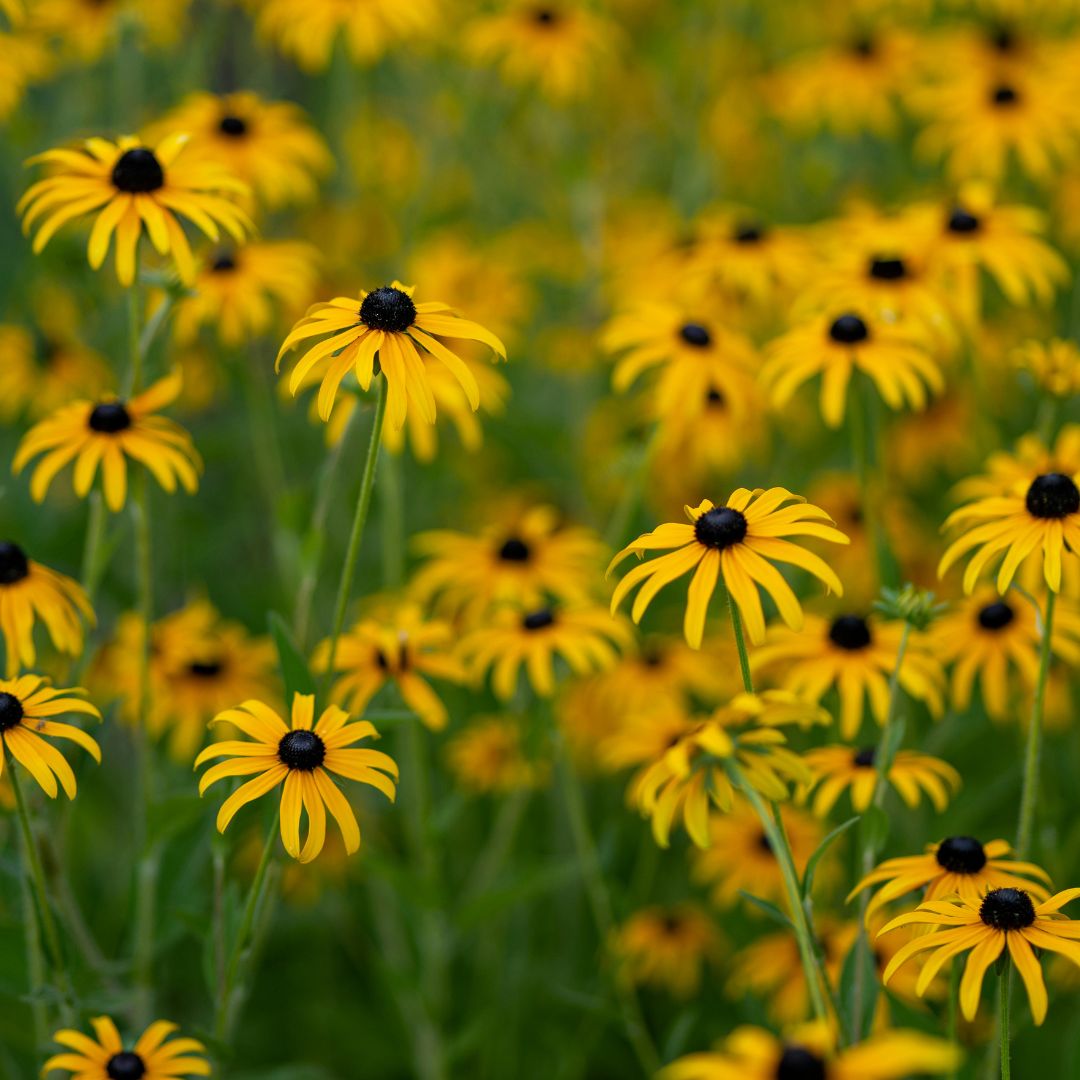 black eyed susanss black eyed susans