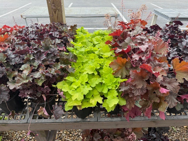 coral bells multicolored