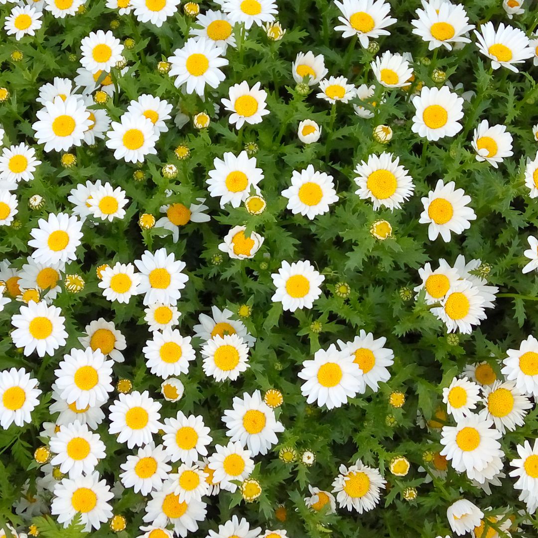 daisies white daisies