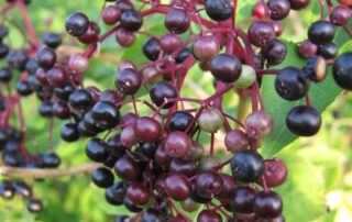 elderberries on plant
