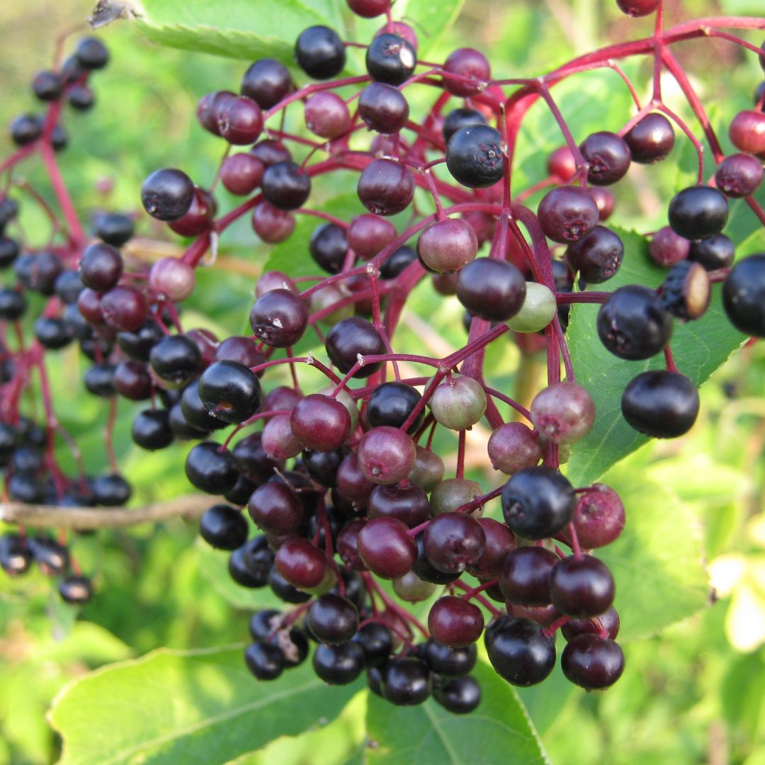 elderberries on plant