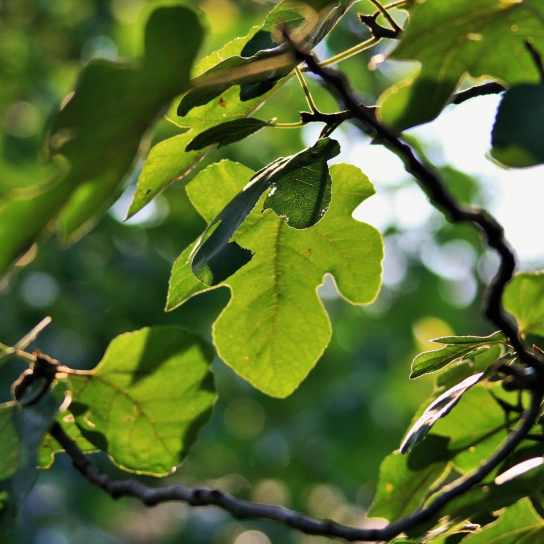fig tree leaves fig tree leaves