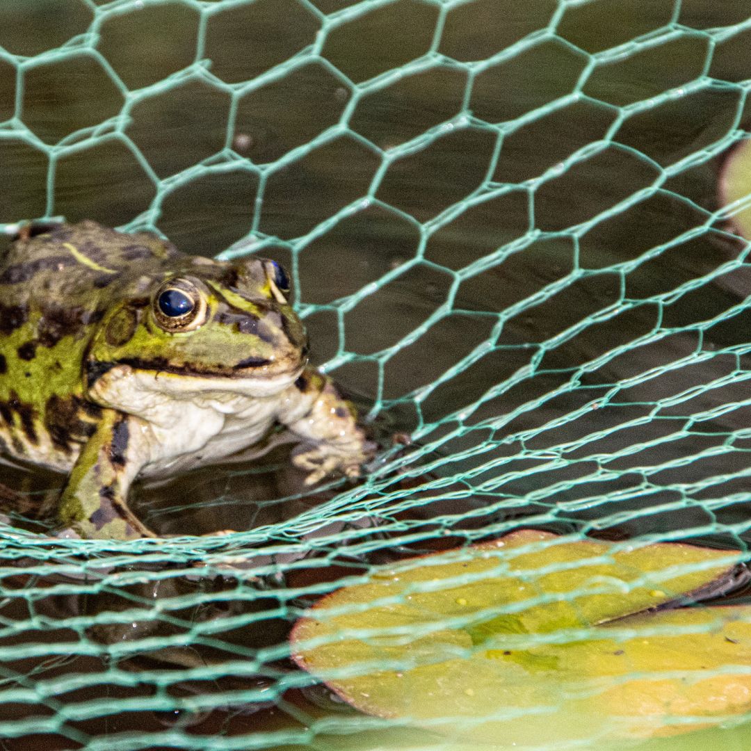 frog on pond net
