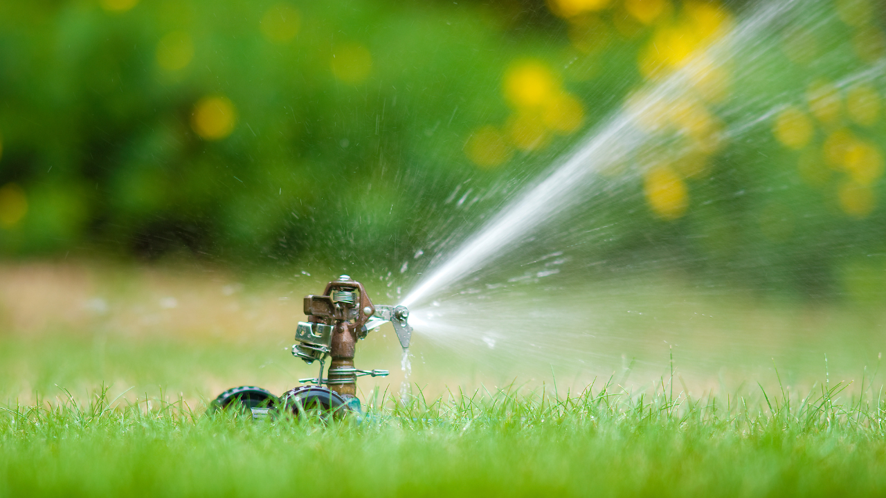 single sprinkler and green lawn