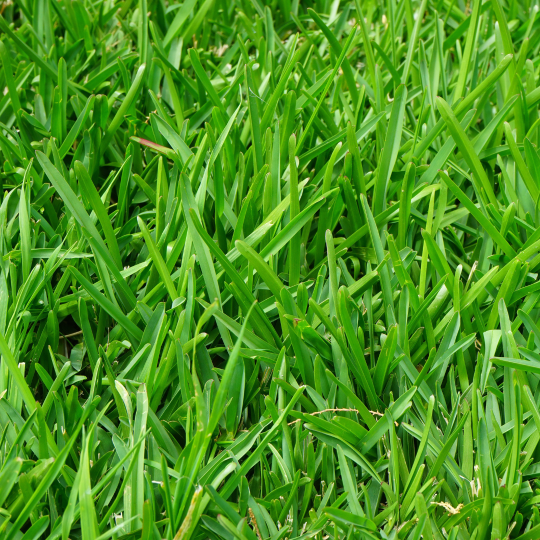 green grass