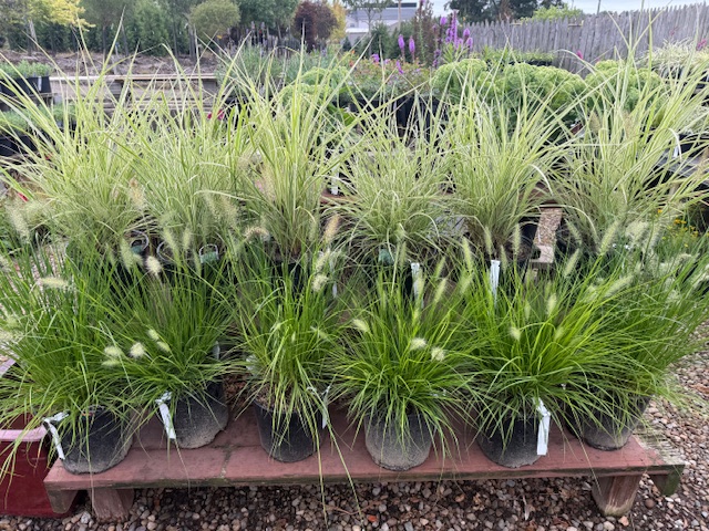 ornamental grasses
