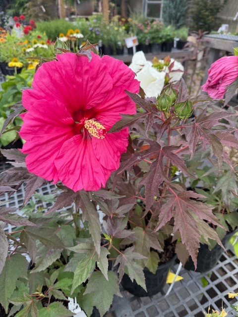 perennial hibiscus pink