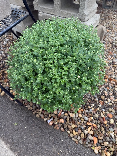 first mums of the season