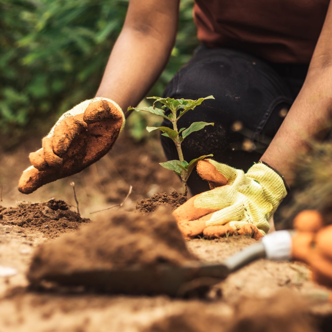 planting something in the dirt