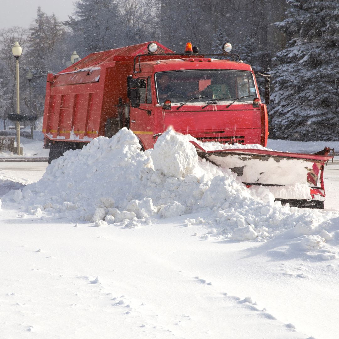 snow covered pine tree branches