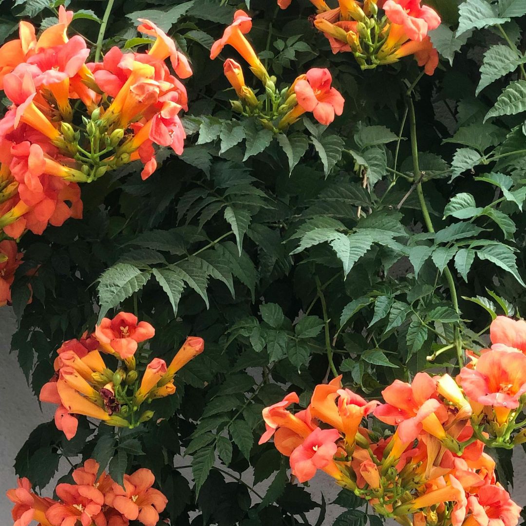 trumpet vines with orange flowers