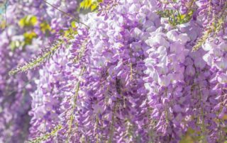 purple wisteria vine