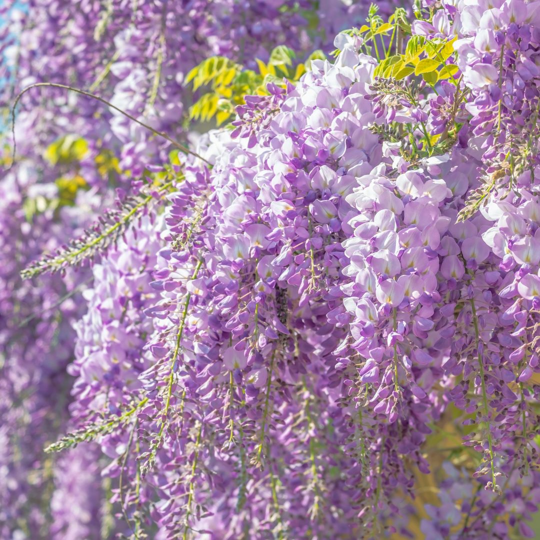 purple wisteria vine