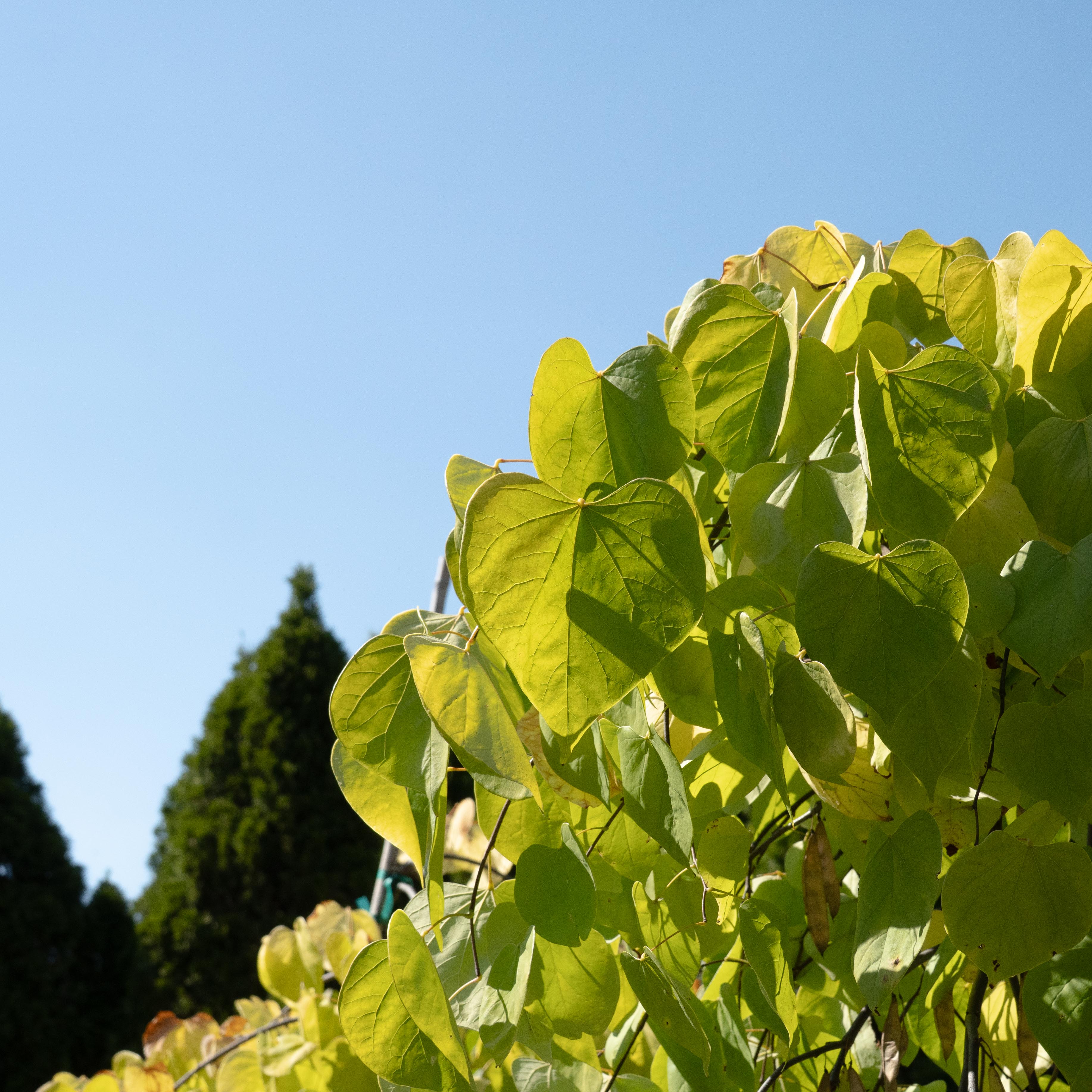 DSC02013 redbud tree green leaves