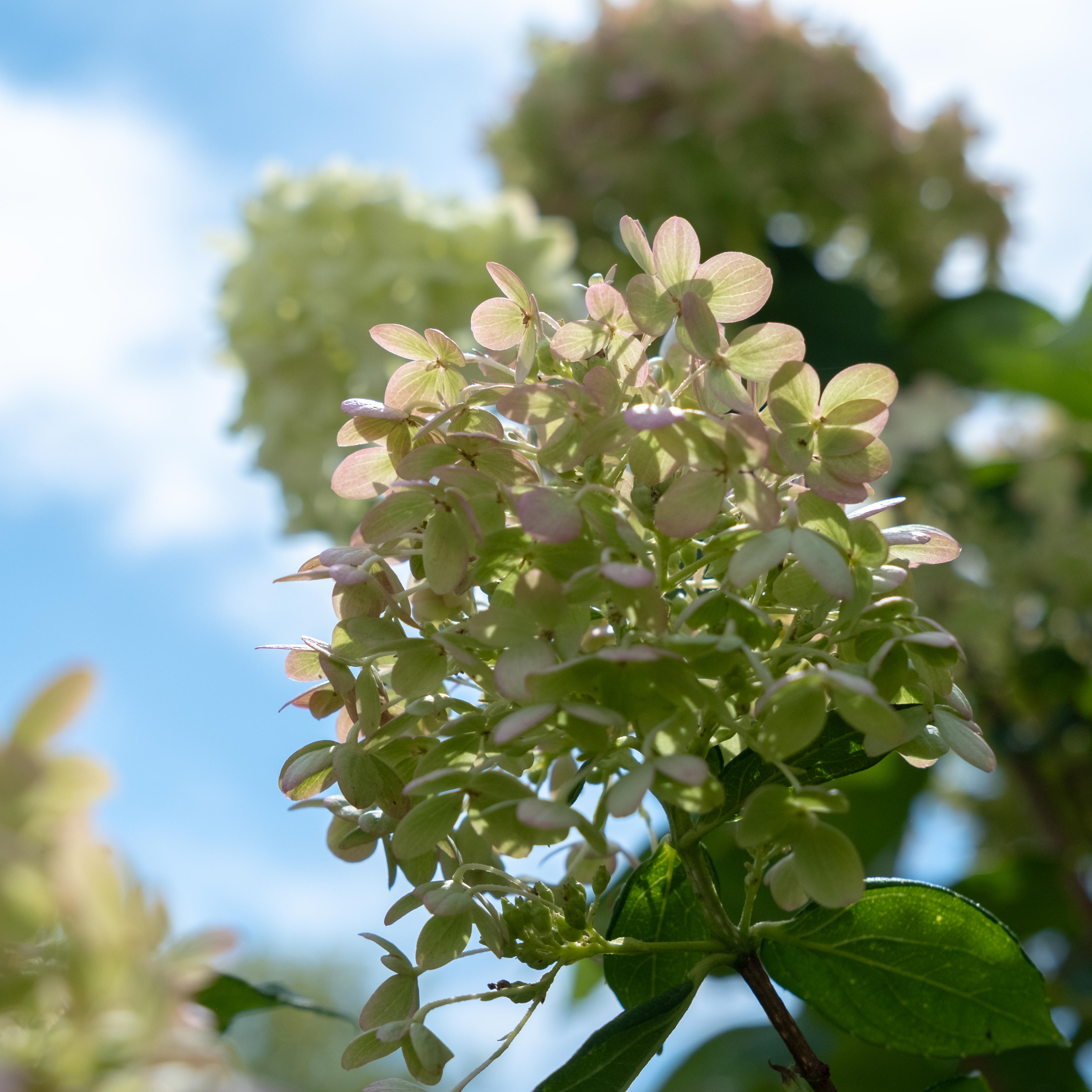 DSCF0023 white, pink and green hydrangea