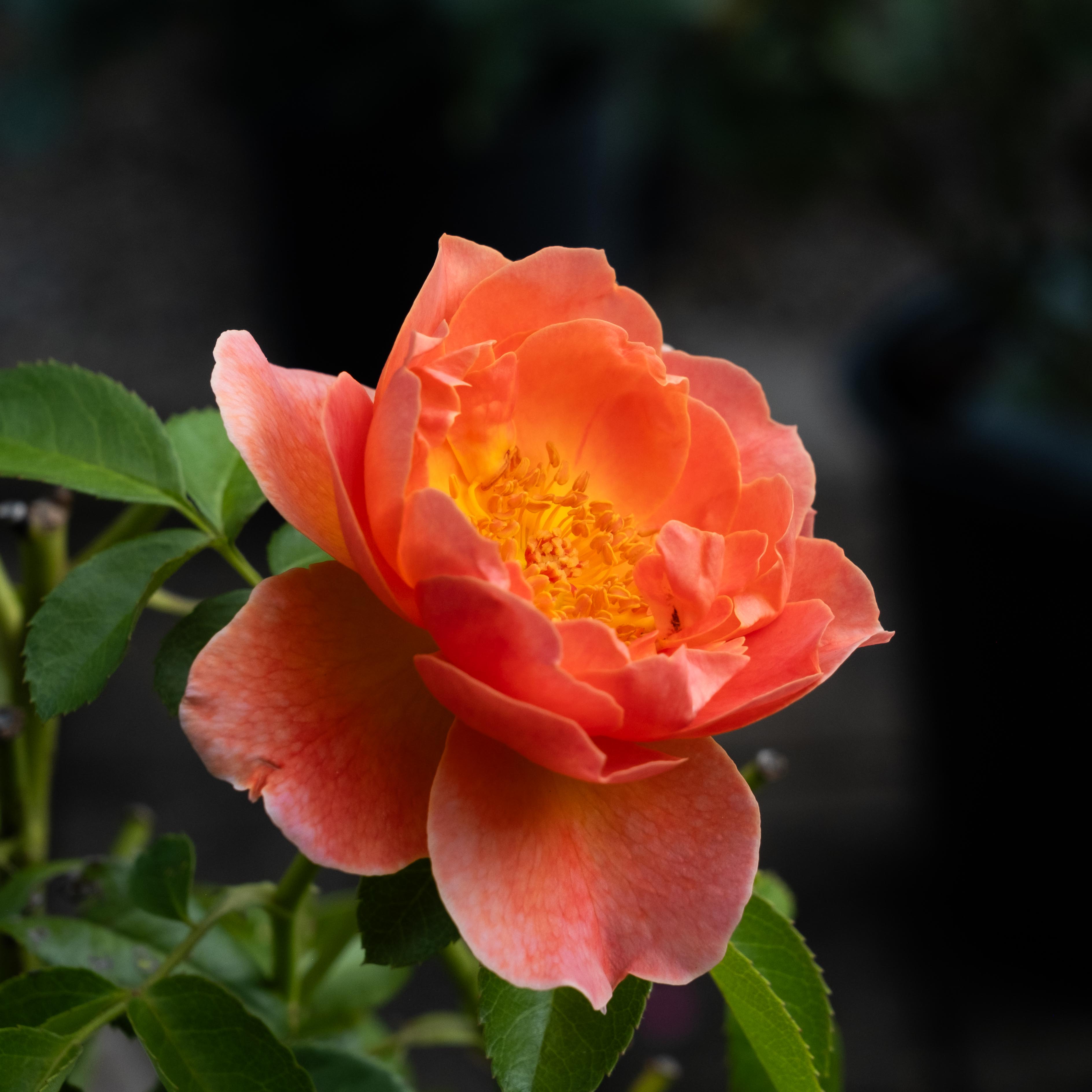 orange rose orange rose