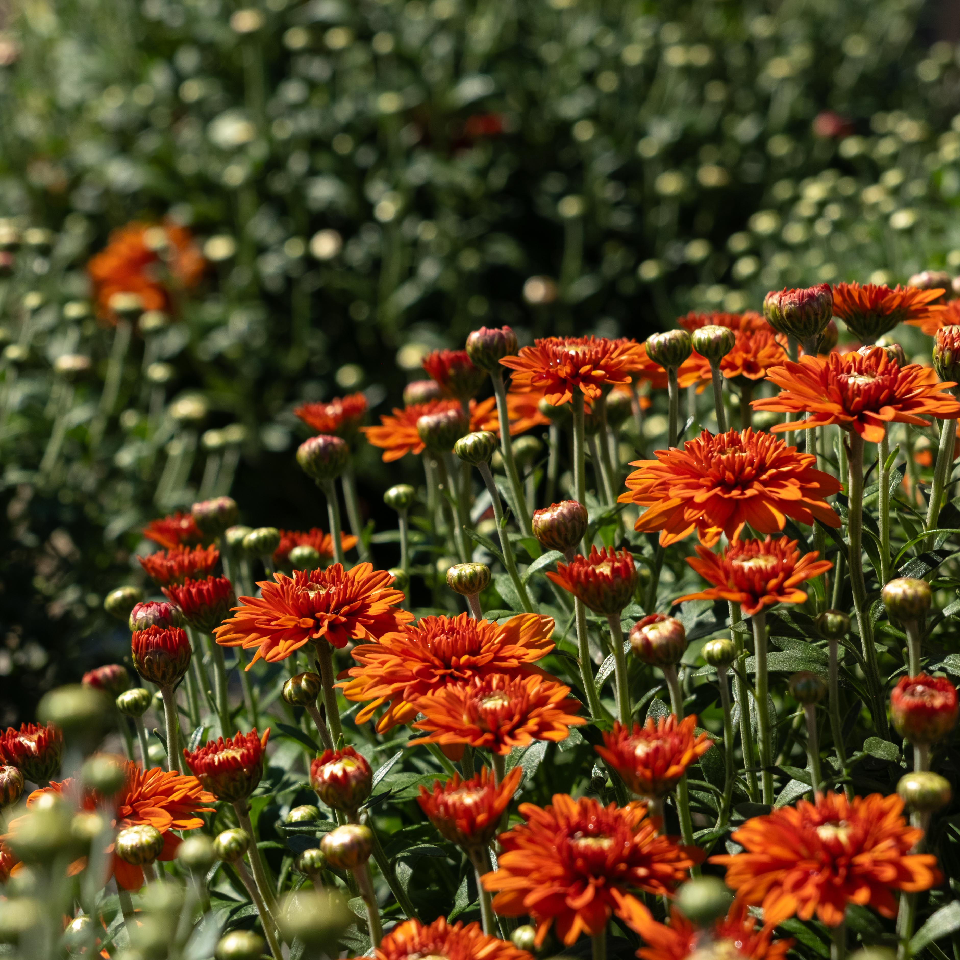 DSCF0377 orange mum flowers