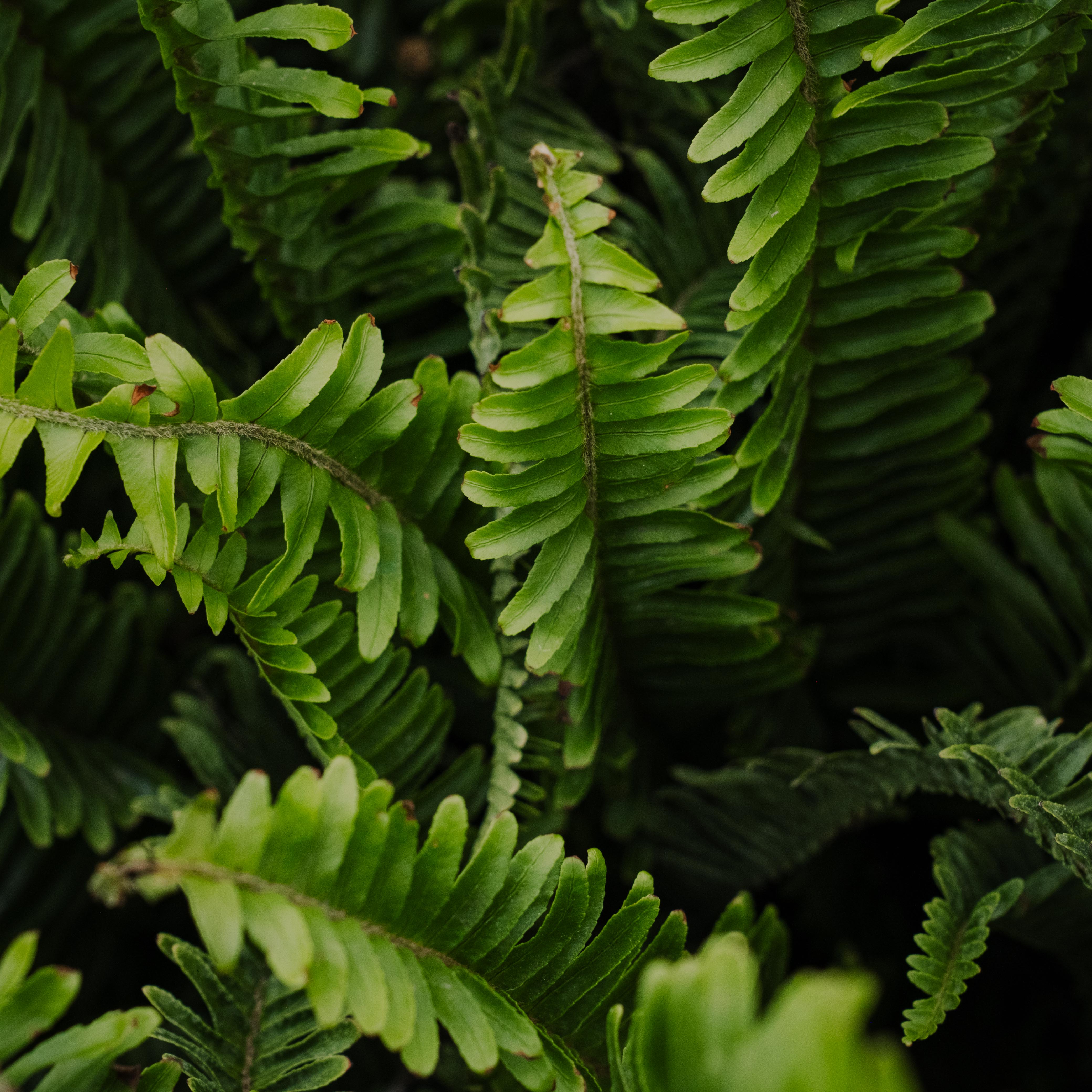 DSCF7017 green ferns