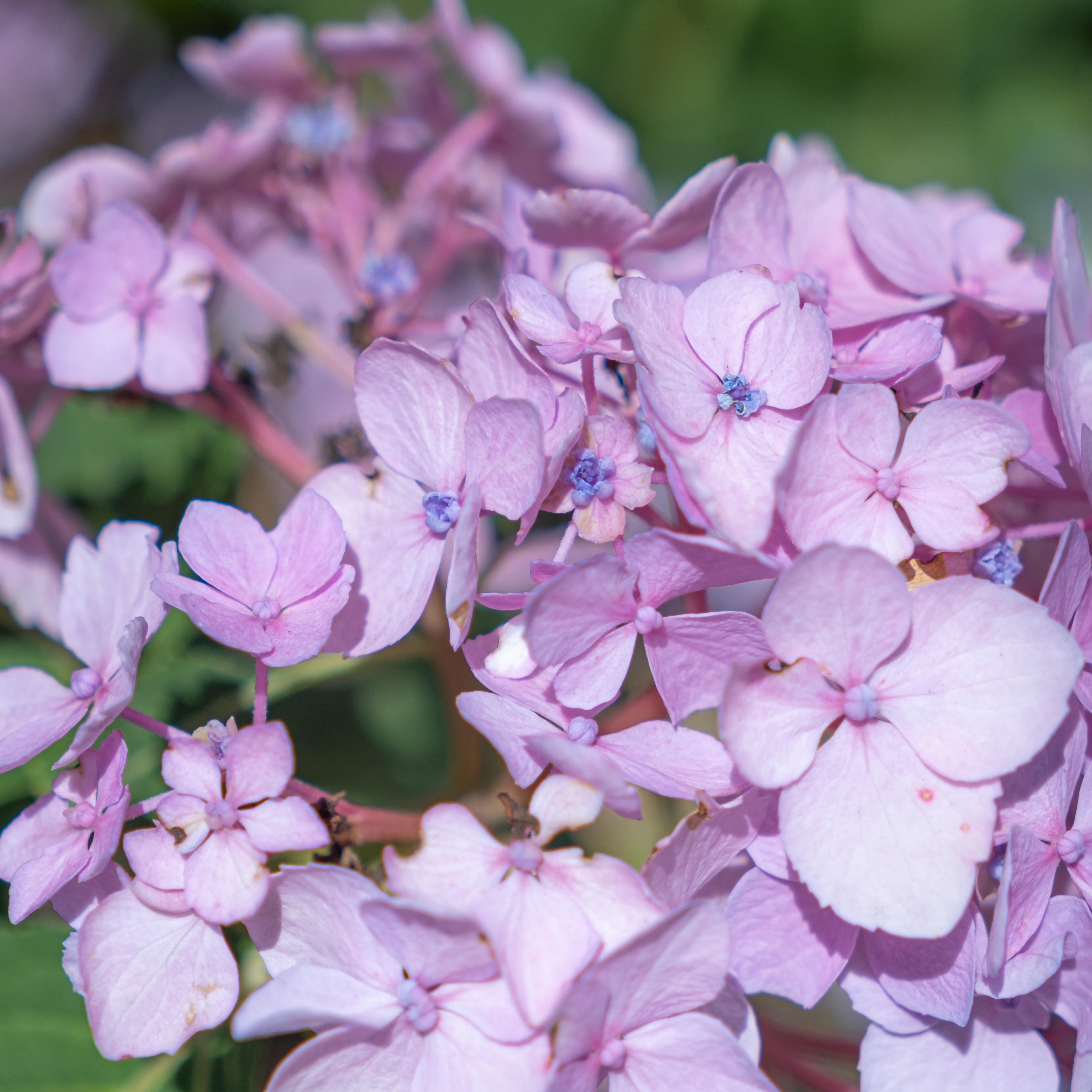 pink or purple little hydrangea flowers pink or purple little hydrangea flowers