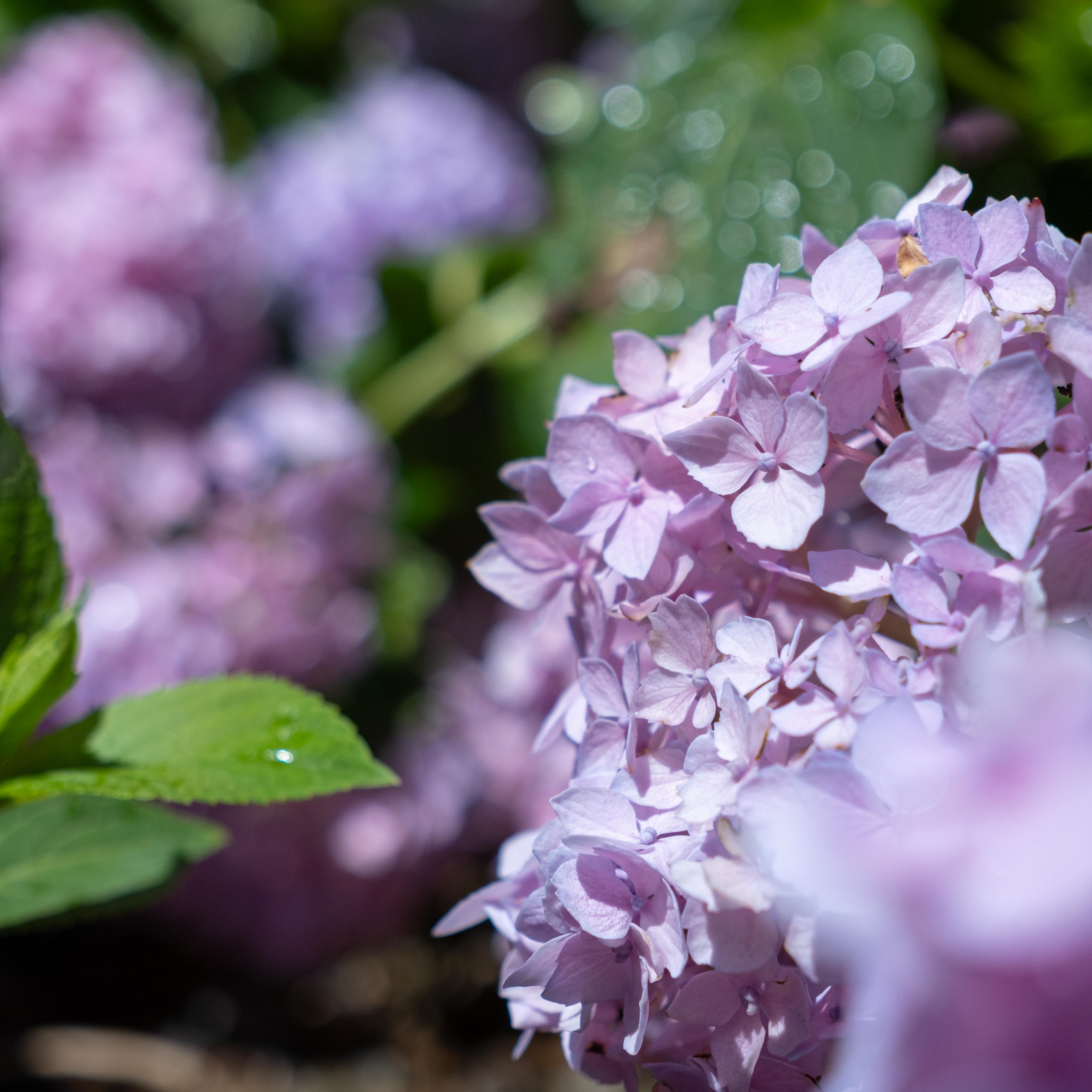 pink hydrangea flowers with green leaves pink hydrangea flowers with green leaves