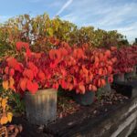 IMG_0348 viburnum red fall color