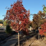 IMG_0477 burgundy maple