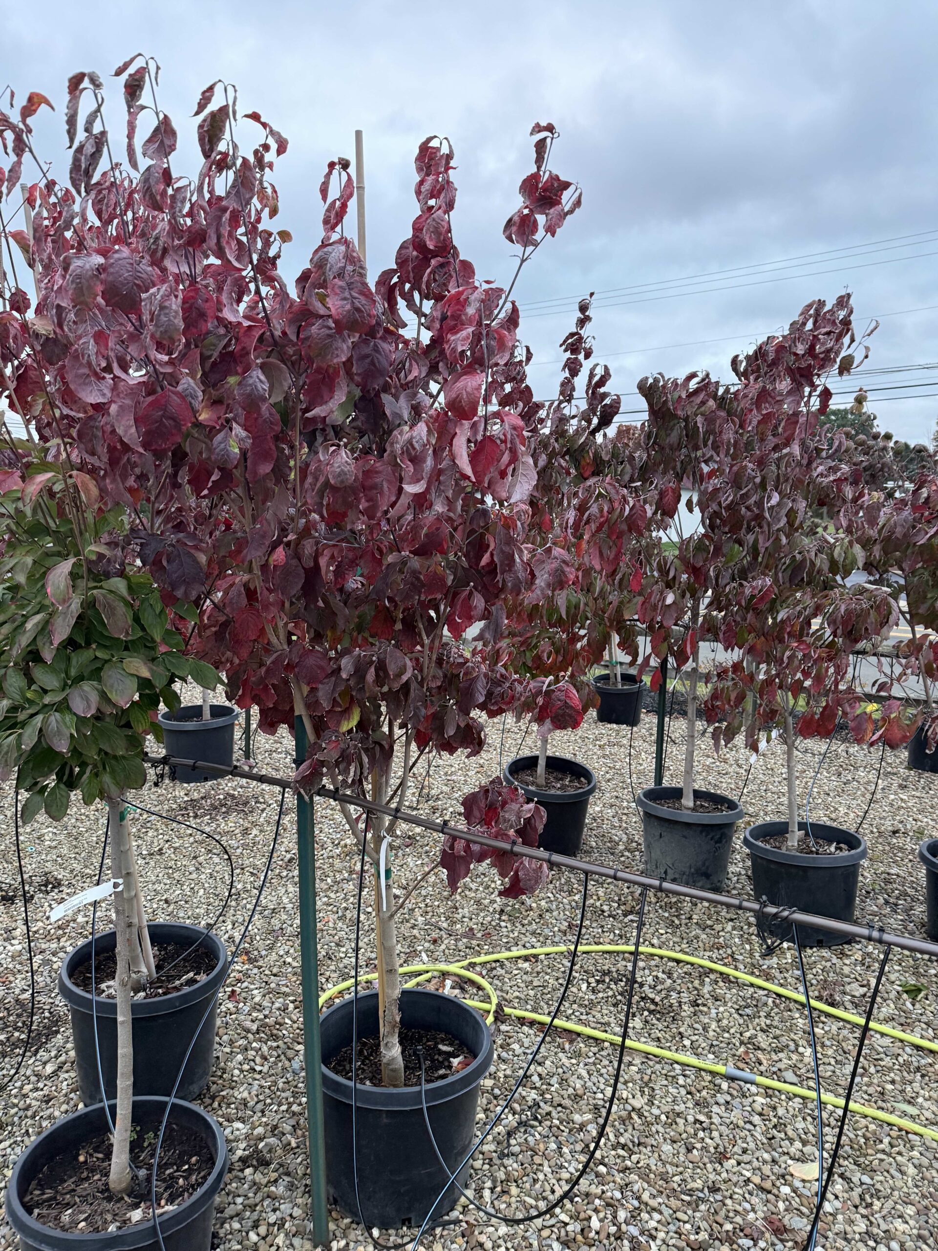 IMG_0544 purple dogwood foliage