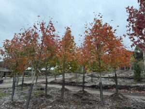 IMG_0547 sugar maples fall color