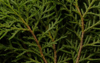 arborvitae close up branch