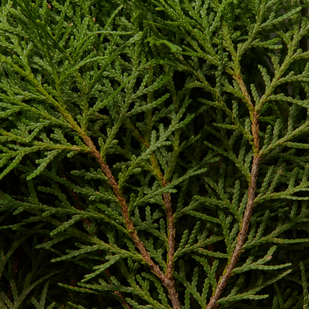 arborvitae close up branch