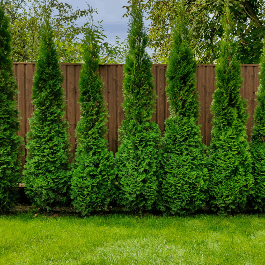 Planting Large Trees Going into Late Fall