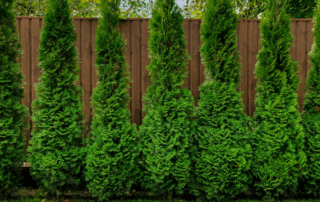 arborvitae fence