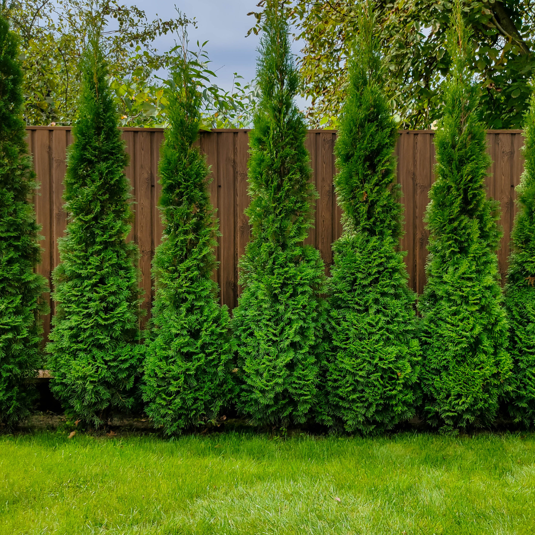 arborvitae fence