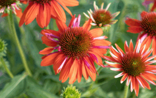 orange coneflower