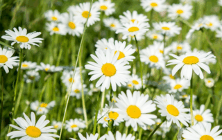 patch of daises